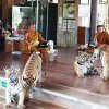 Templo del Tigre Tailandia 05